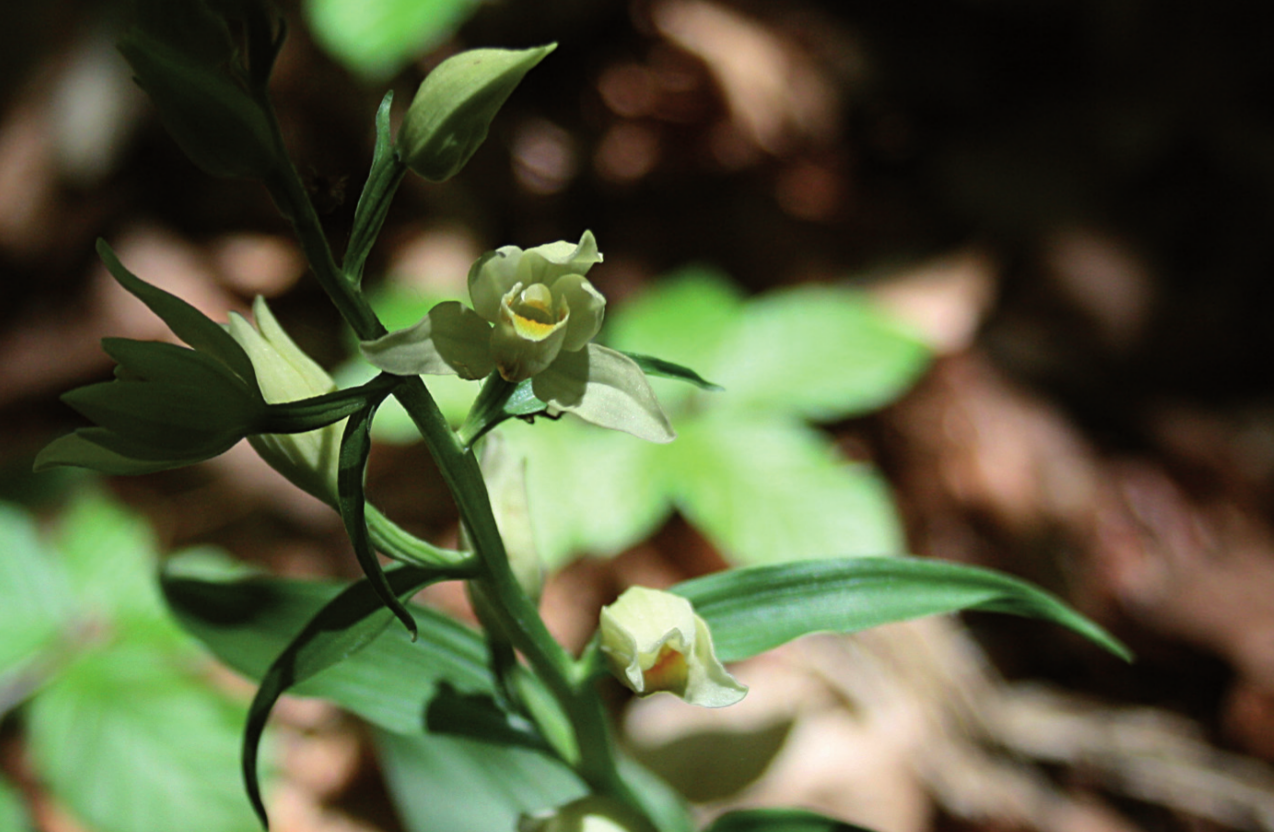 Bleiches Waldvögelein (Cephalanthera damasonium) Die zarte Blüte ist von besonderer Schönheit.